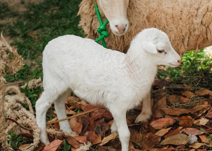 Adlawon Vacation Farm *