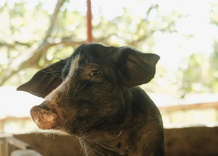 Adlawon Vacation Farm